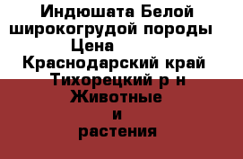 Индюшата Белой широкогрудой породы › Цена ­ 170 - Краснодарский край, Тихорецкий р-н Животные и растения » Птицы   